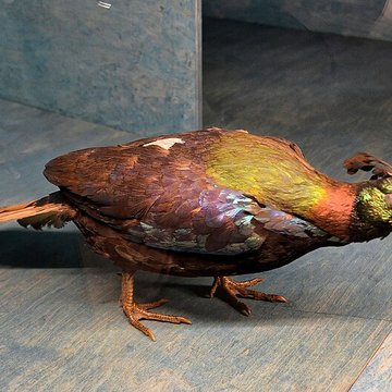 Muséum dhistoire naturelle