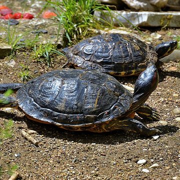 Muséum dhistoire naturelle