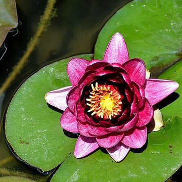 Muséum dhistoire naturelle