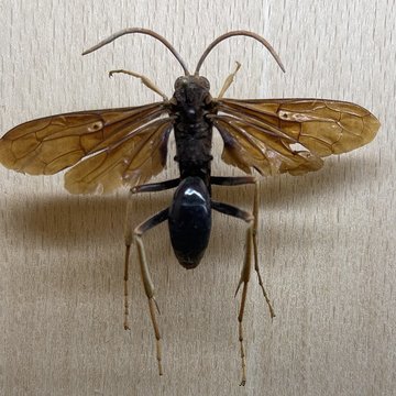 Muséum dhistoire naturelle