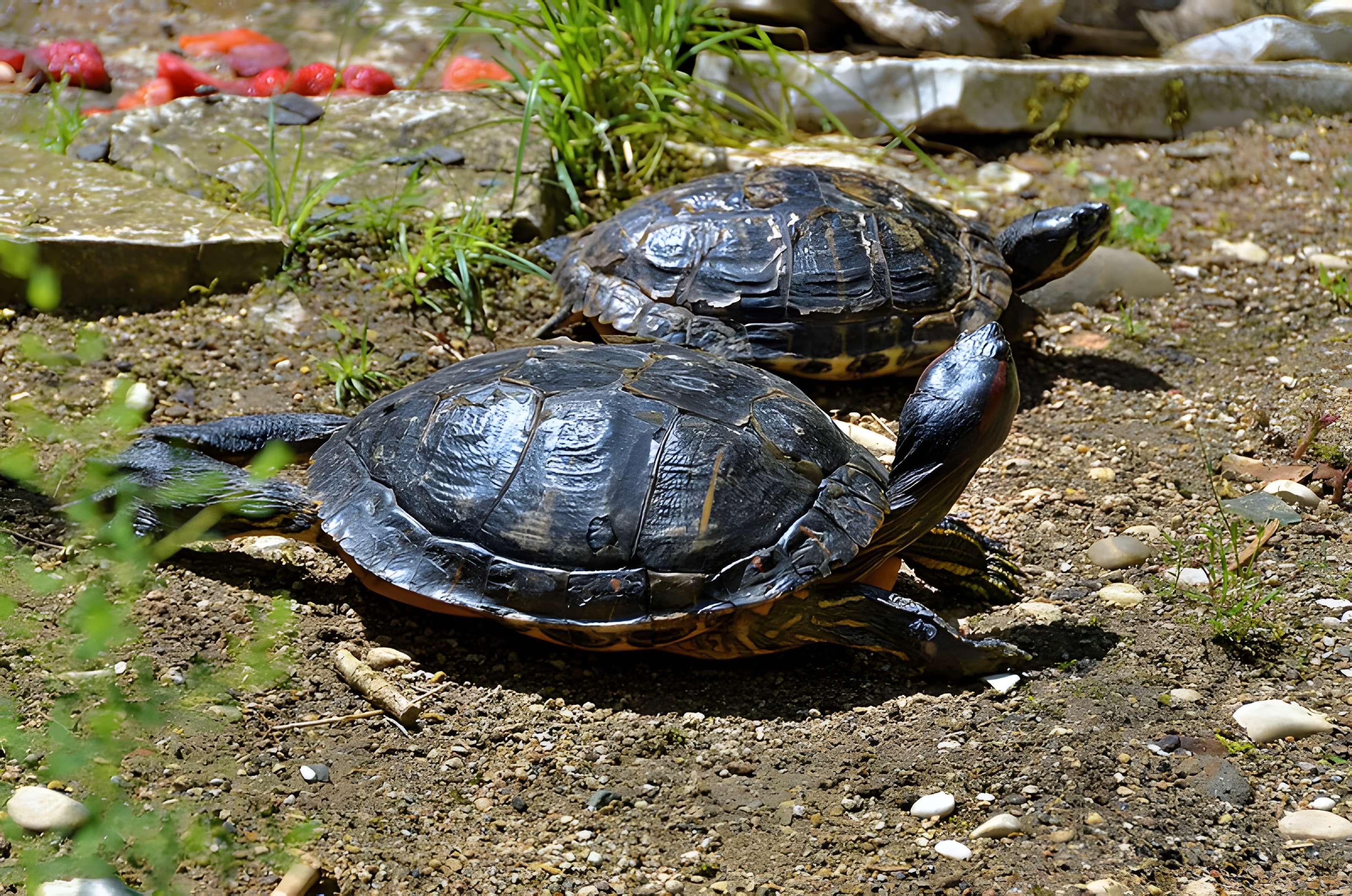 Muséum d'histoire naturelle