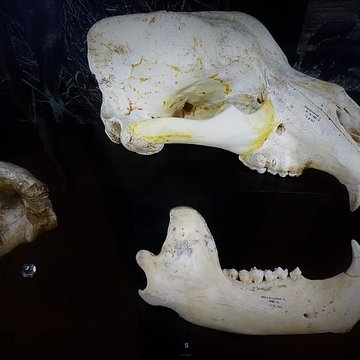 Musée de la préhistoire du Vercors