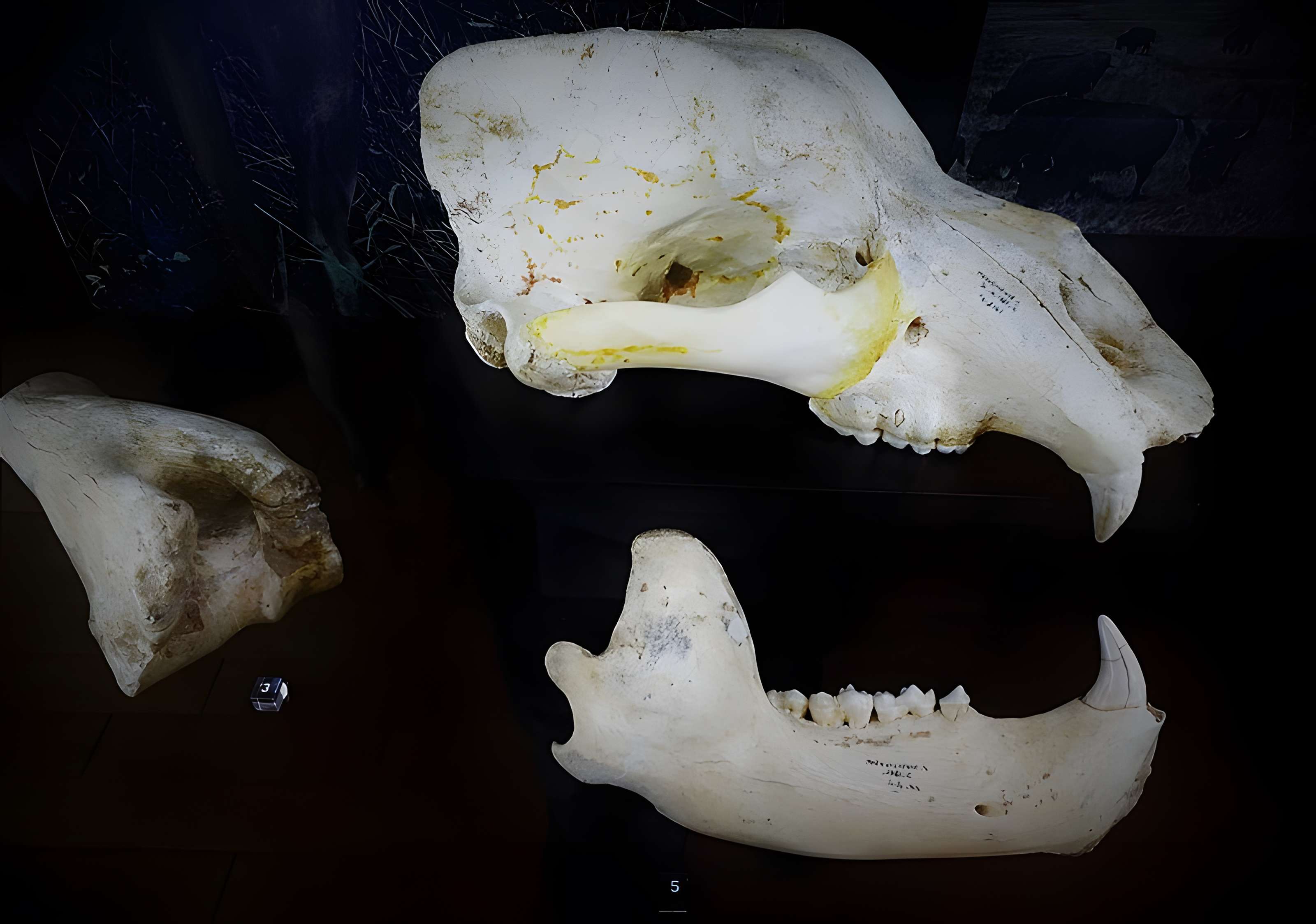 Musée de la préhistoire du Vercors