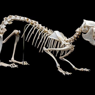 Musée de lAlta Rocca