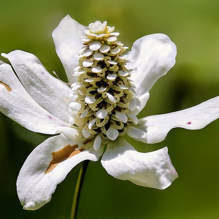 Photo de Musée des Amériques - Auch