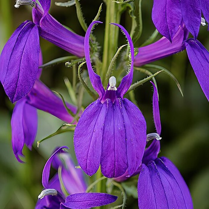 Photo de Musée des Amériques - Auch