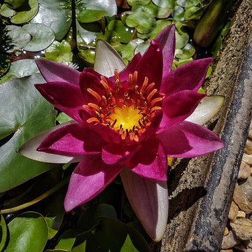 Musée des Amériques - Auch