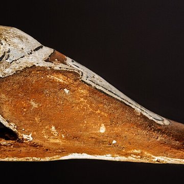 Musée des Amériques - Auch