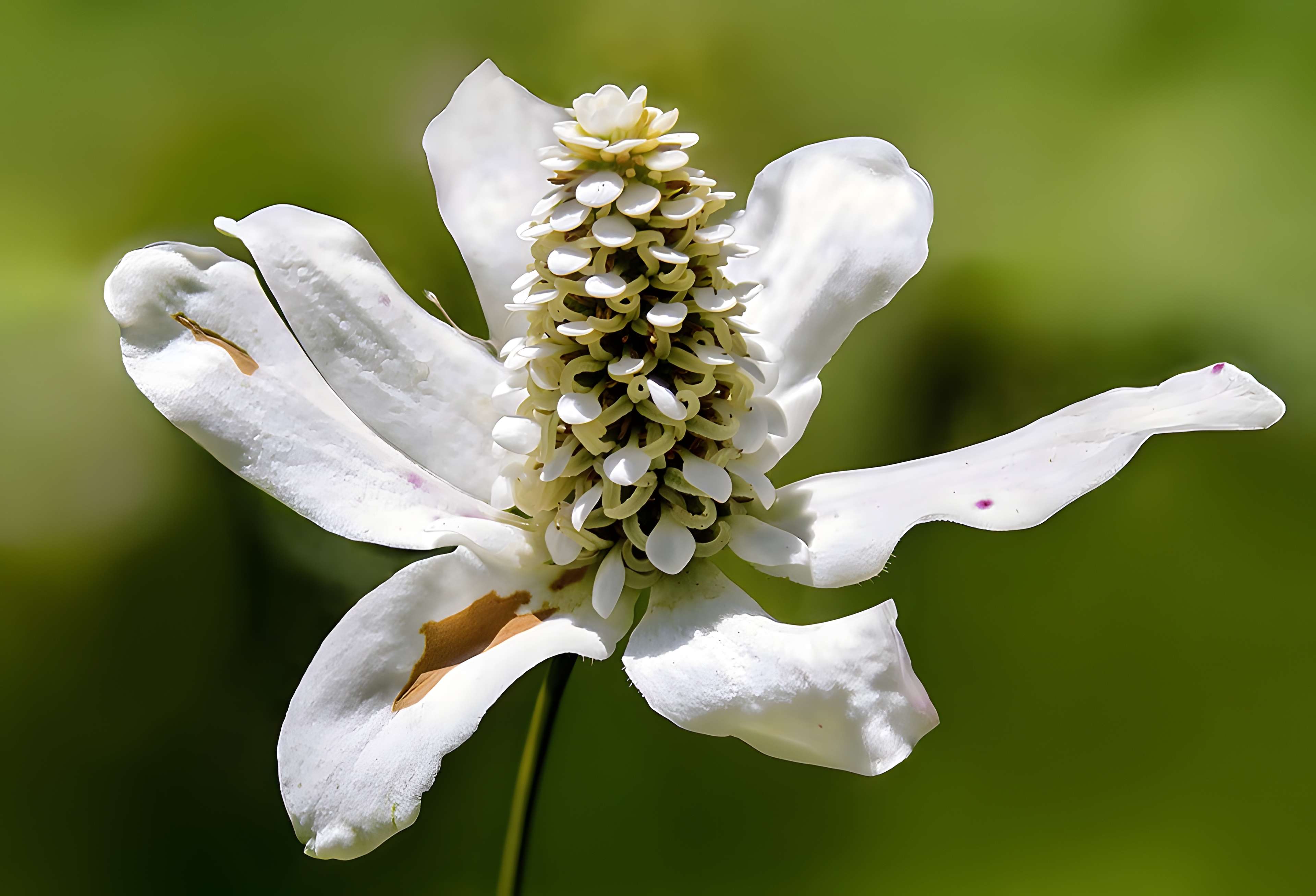 Musée des Amériques - Auch