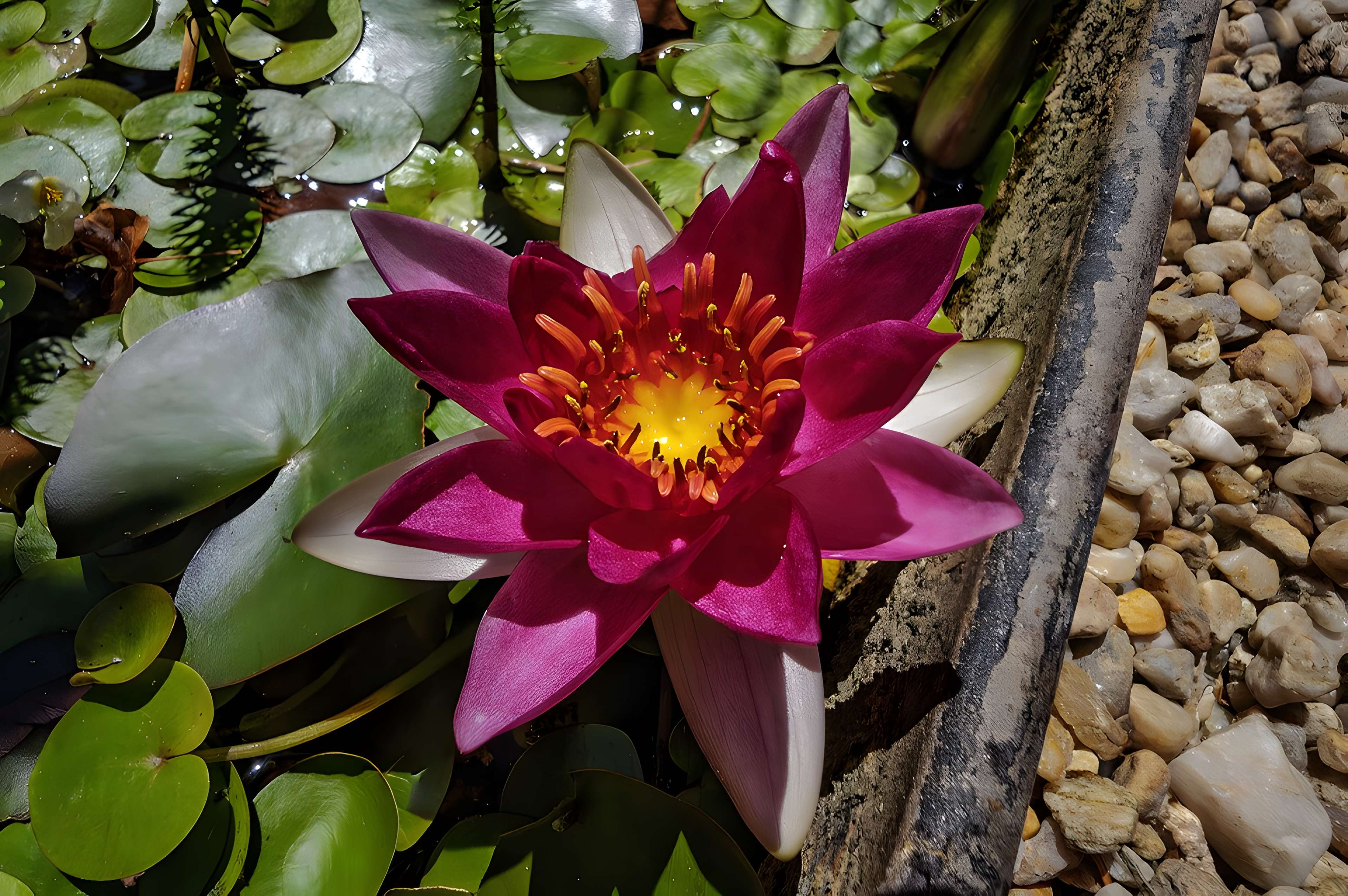 Musée des Amériques - Auch