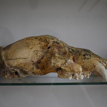 Musée archéologique