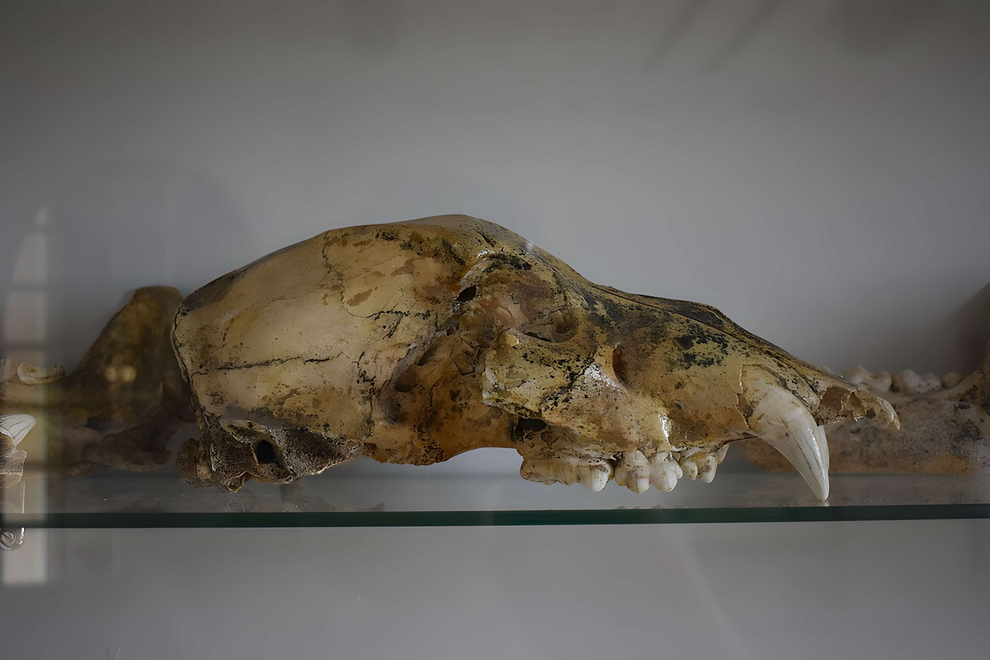 Musée archéologique