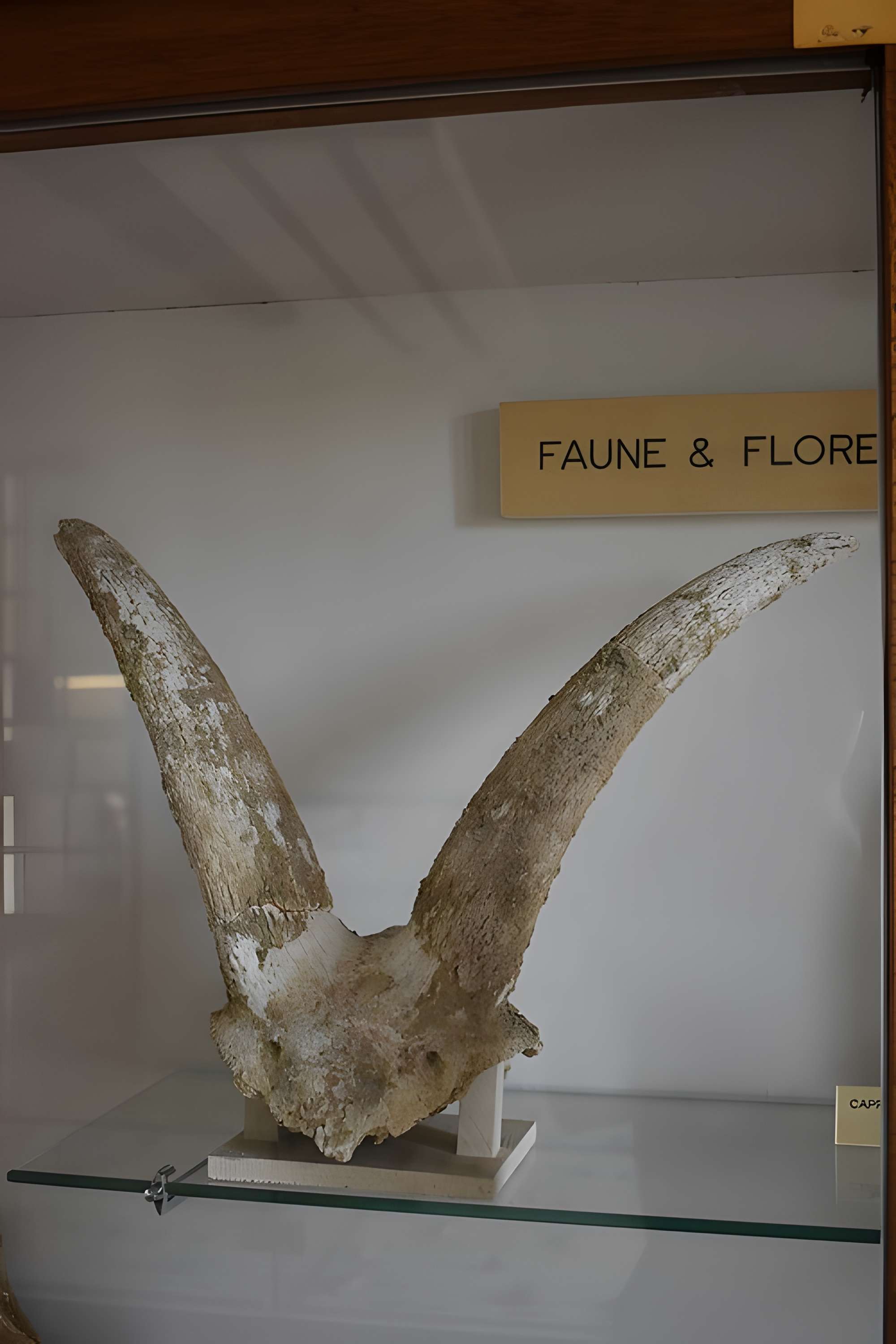 Musée archéologique