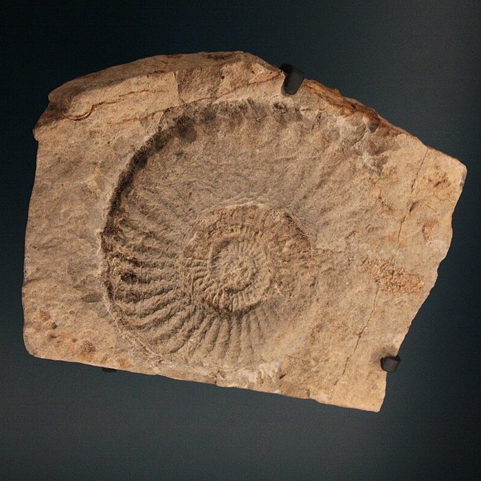 Photo de Musée de Lodève – hôtel du cardinal de Fleury