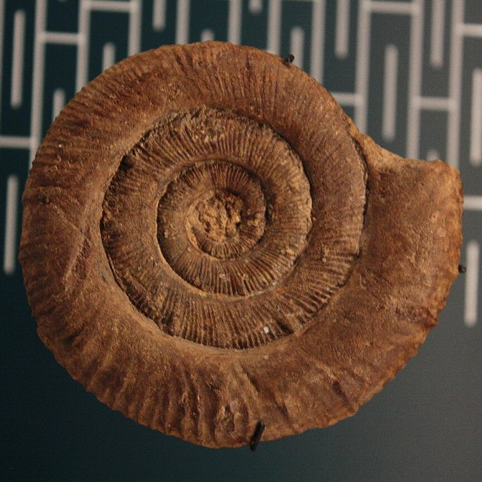 Photo de Musée de Lodève – hôtel du cardinal de Fleury