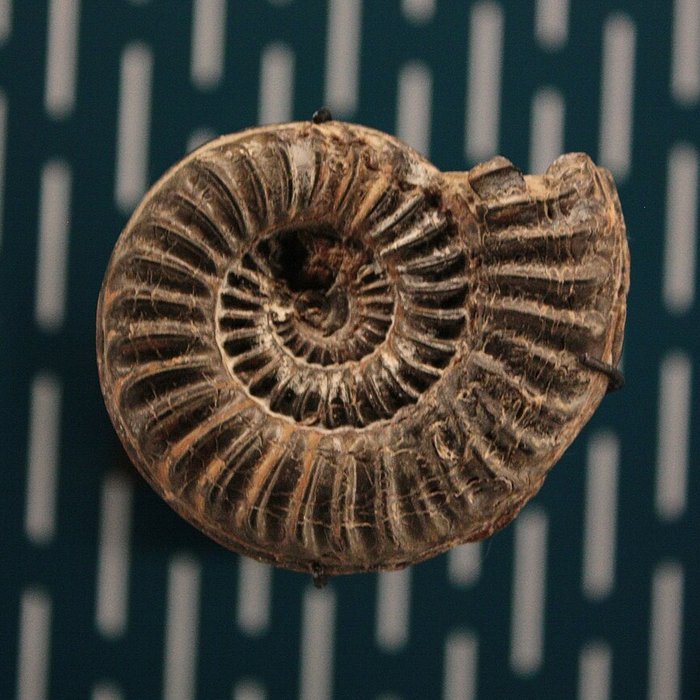 Photo de Musée de Lodève – hôtel du cardinal de Fleury