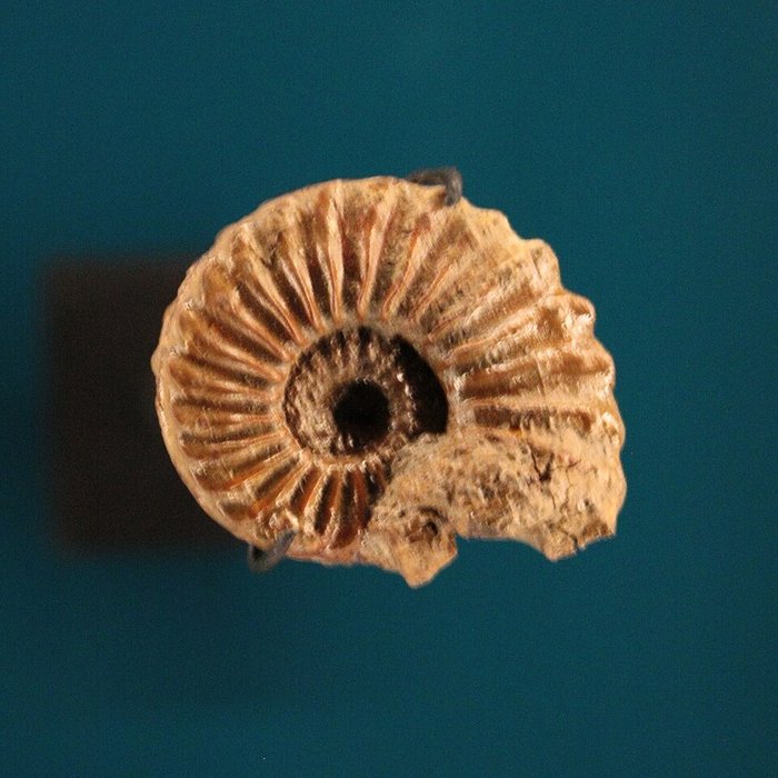 Photo de Musée de Lodève – hôtel du cardinal de Fleury