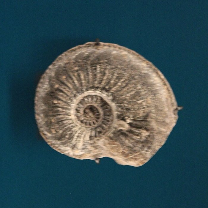 Photo de Musée de Lodève – hôtel du cardinal de Fleury