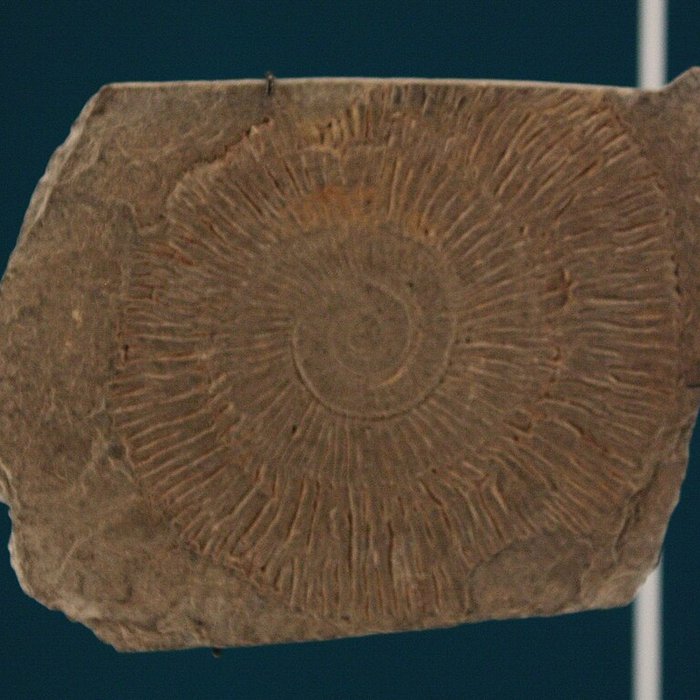 Photo de Musée de Lodève – hôtel du cardinal de Fleury