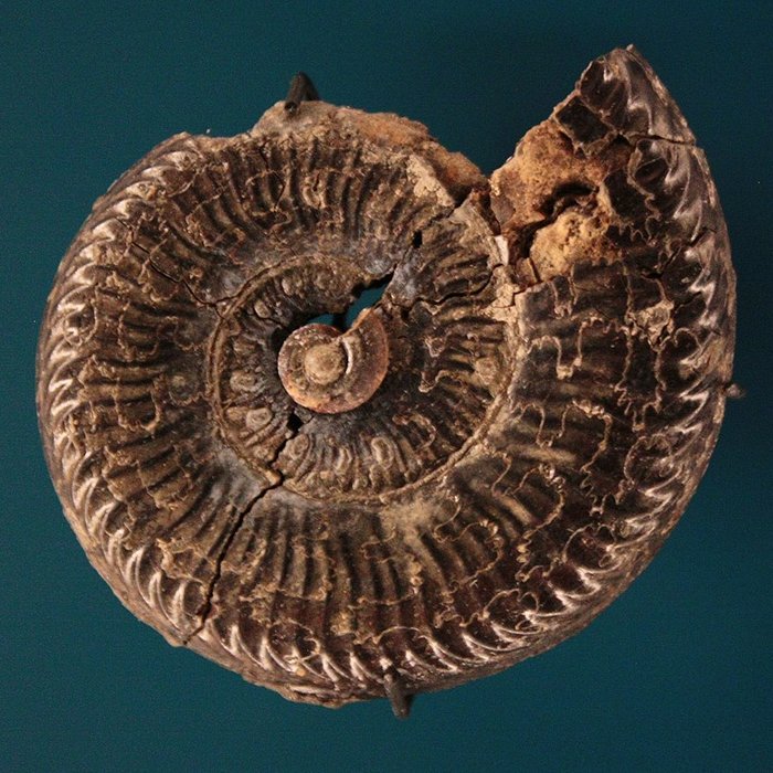 Photo de Musée de Lodève – hôtel du cardinal de Fleury