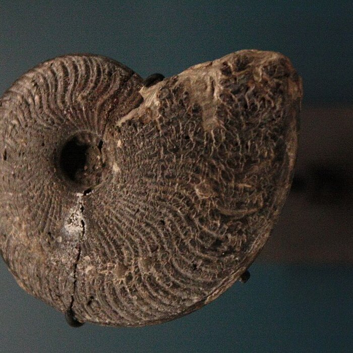 Photo de Musée de Lodève – hôtel du cardinal de Fleury