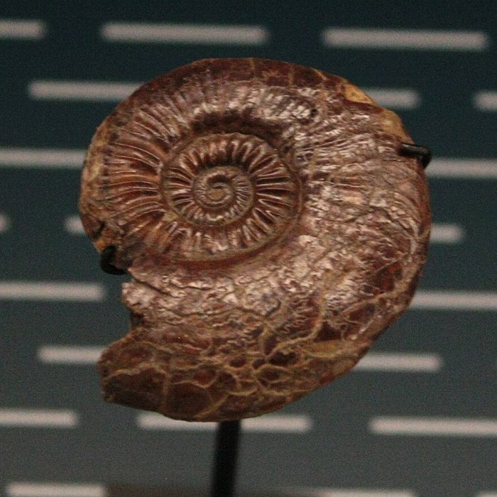 Photo de Musée de Lodève – hôtel du cardinal de Fleury