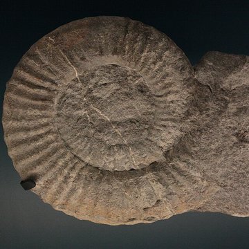 Musée de Lodève – hôtel du cardinal de Fleury