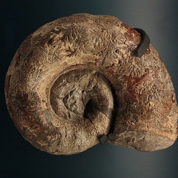 Musée de Lodève – hôtel du cardinal de Fleury