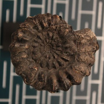 Musée de Lodève – hôtel du cardinal de Fleury