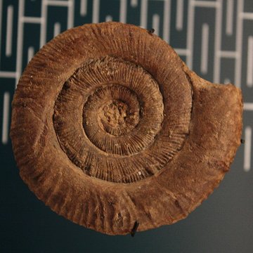 Musée de Lodève – hôtel du cardinal de Fleury