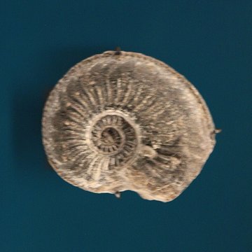 Musée de Lodève – hôtel du cardinal de Fleury