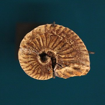 Musée de Lodève – hôtel du cardinal de Fleury