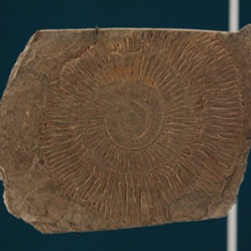 Musée de Lodève – hôtel du cardinal de Fleury