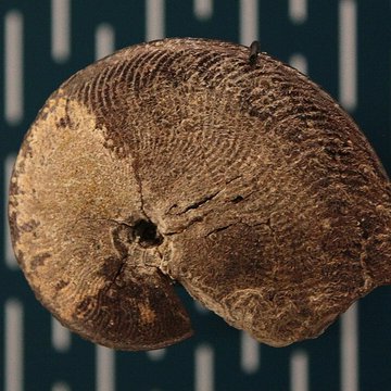 Musée de Lodève – hôtel du cardinal de Fleury