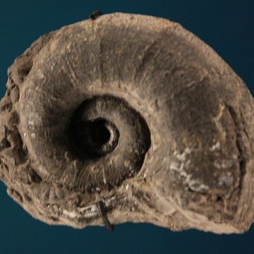 Musée de Lodève – hôtel du cardinal de Fleury