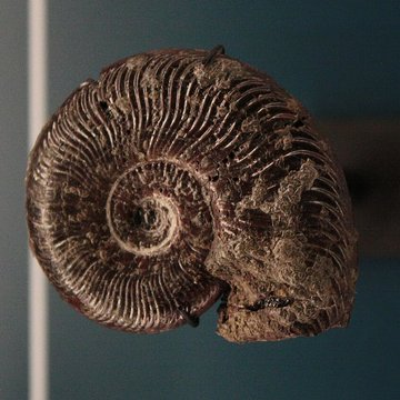 Musée de Lodève – hôtel du cardinal de Fleury