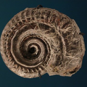 Musée de Lodève – hôtel du cardinal de Fleury