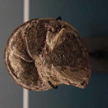 Musée de Lodève – hôtel du cardinal de Fleury