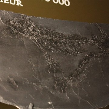 Musée de Lodève – hôtel du cardinal de Fleury