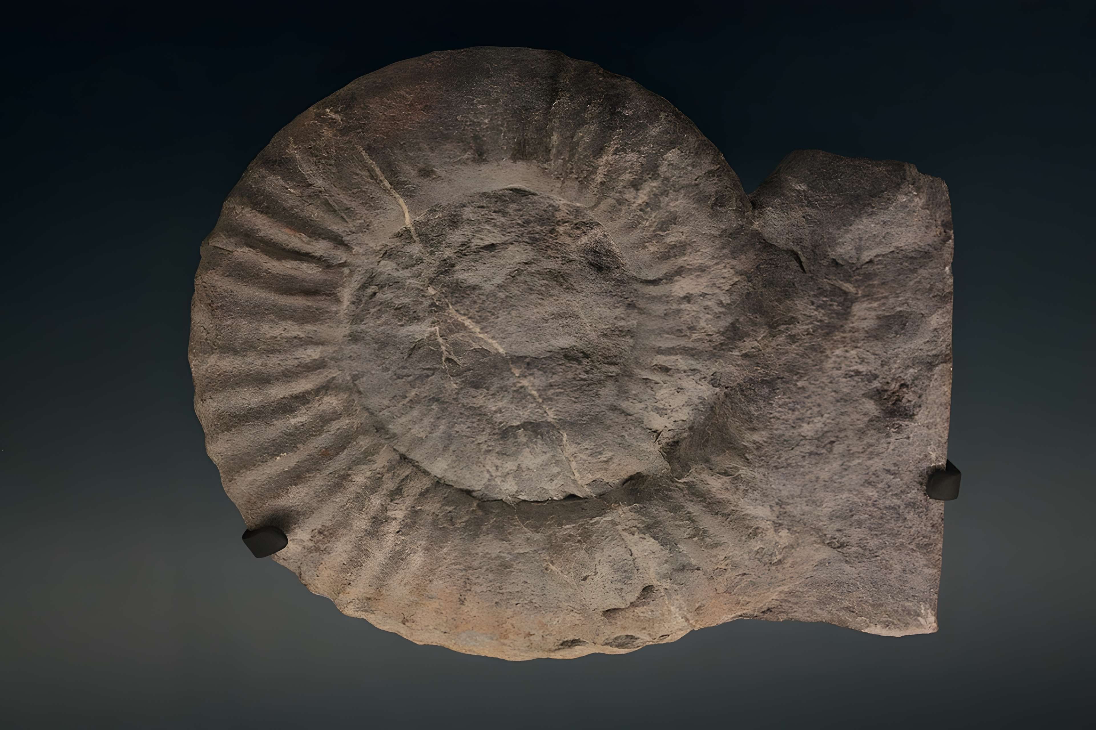 Musée de Lodève – hôtel du cardinal de Fleury