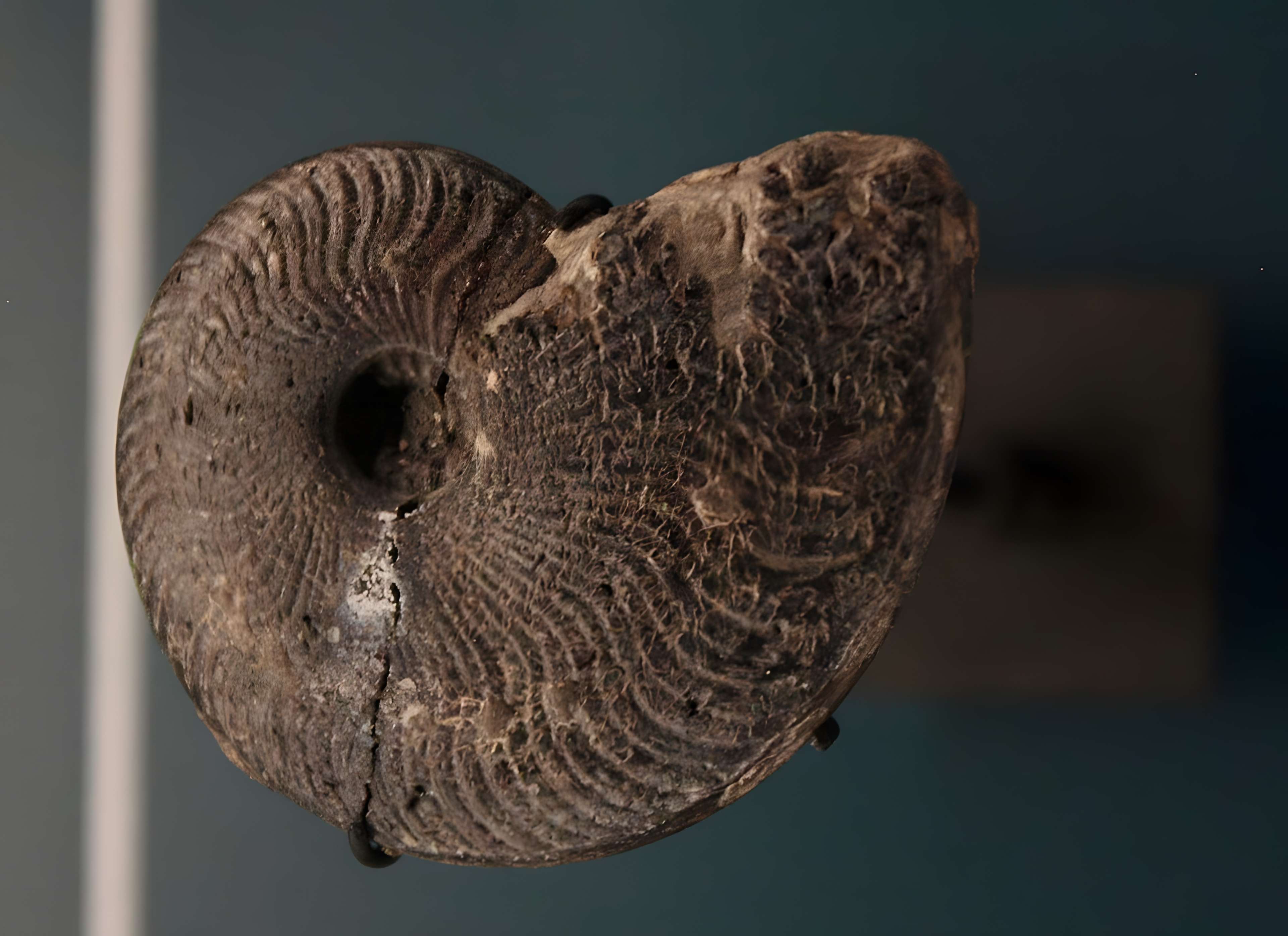 Musée de Lodève – hôtel du cardinal de Fleury