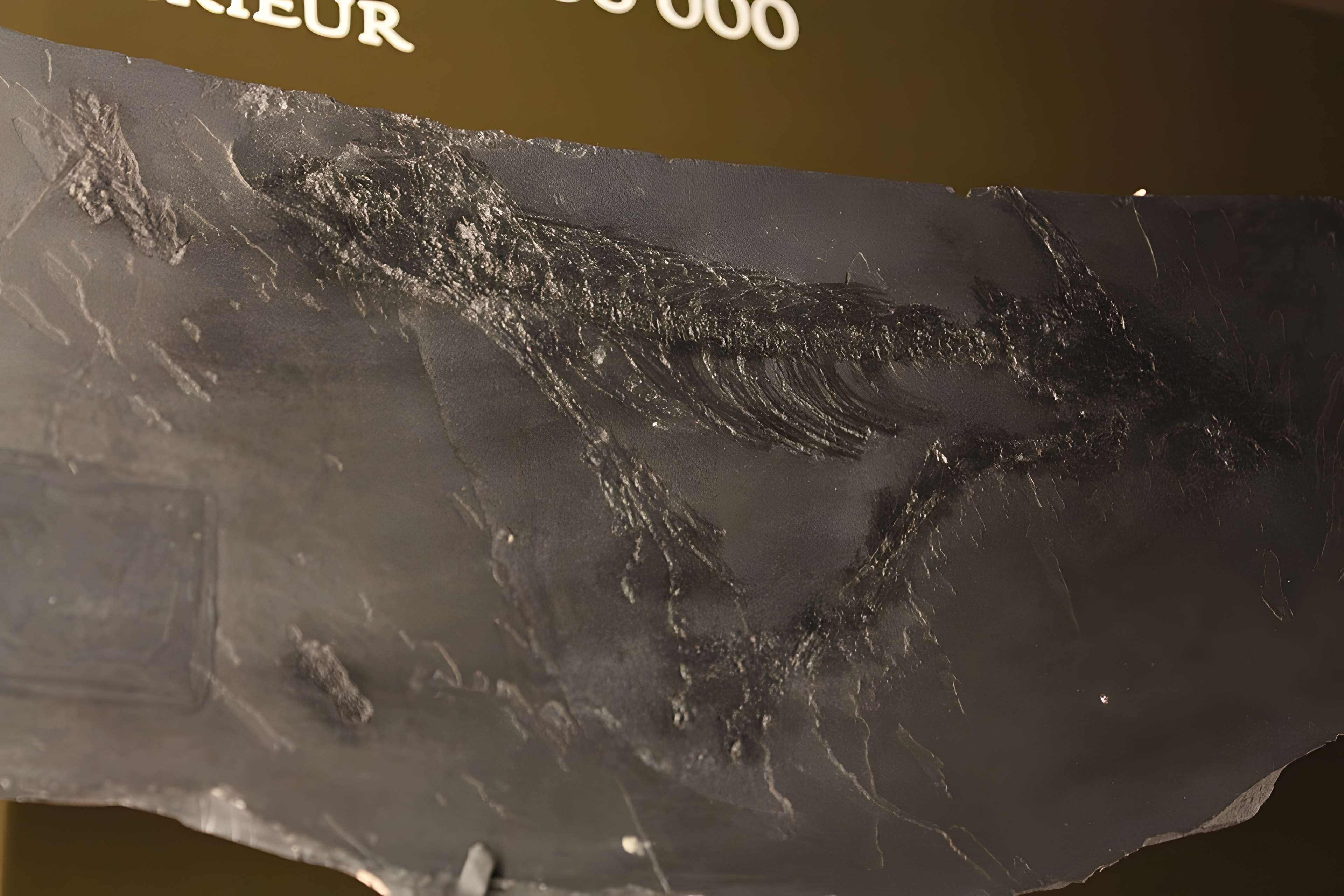 Musée de Lodève – hôtel du cardinal de Fleury