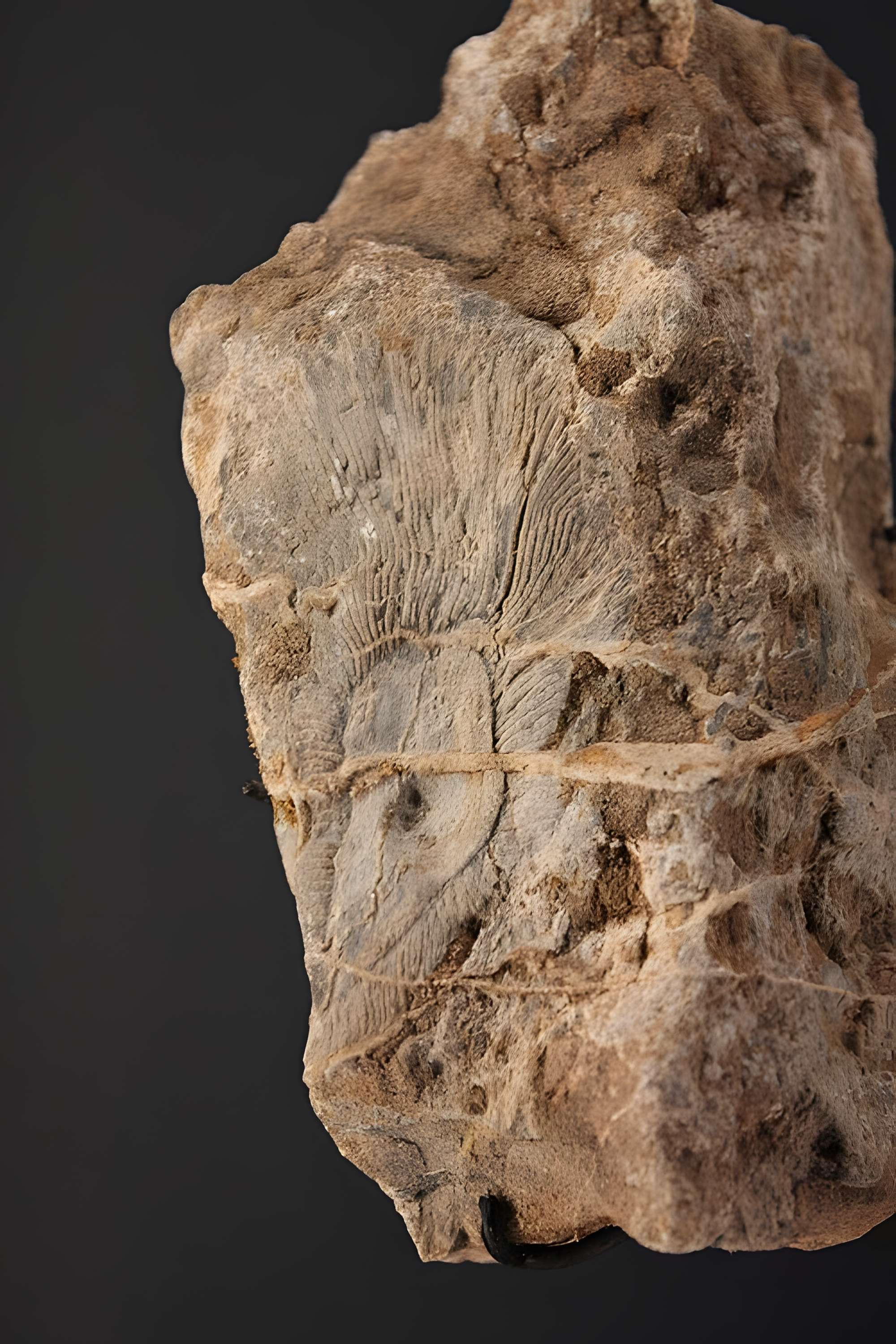 Musée de Lodève – hôtel du cardinal de Fleury