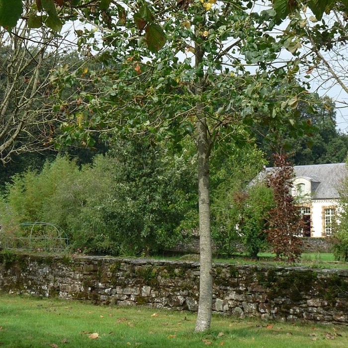 Photo de Musée des rochers de Sévigné