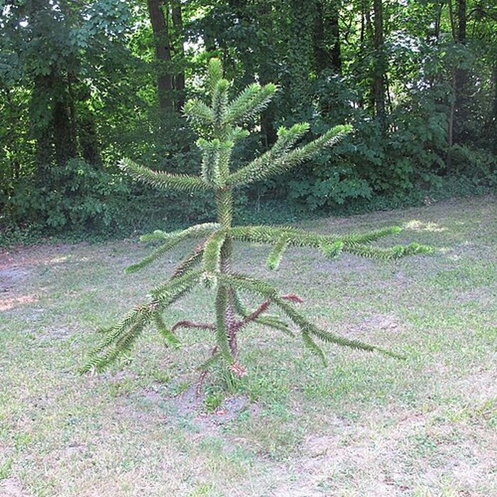 Photo de Château musée