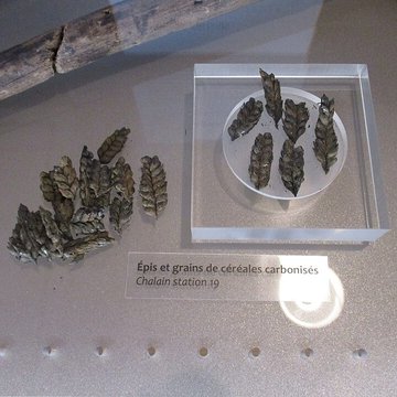 Musée des Beaux-Arts