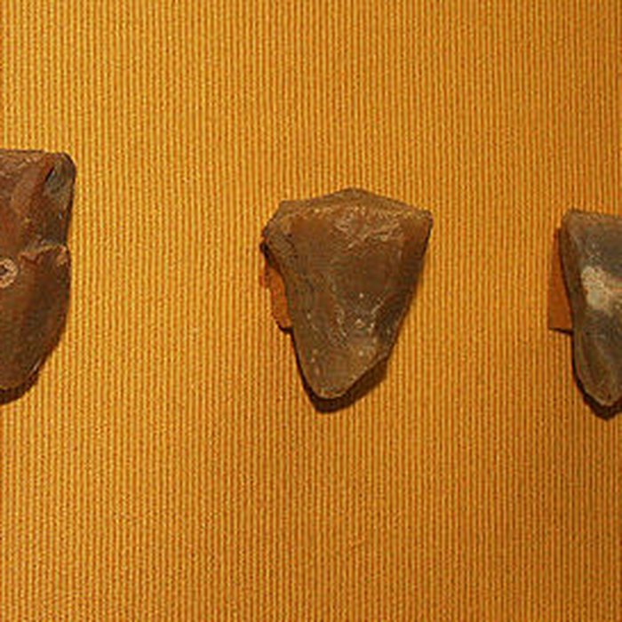 Photo de Muséum dOrléans pour la biodiversité et lenvironnement - MOBE