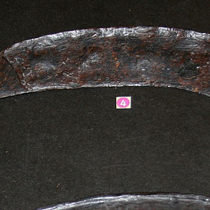 Photo de Muséum dOrléans pour la biodiversité et lenvironnement - MOBE