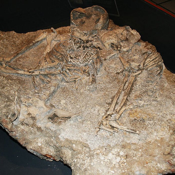 Photo de Muséum dOrléans pour la biodiversité et lenvironnement - MOBE