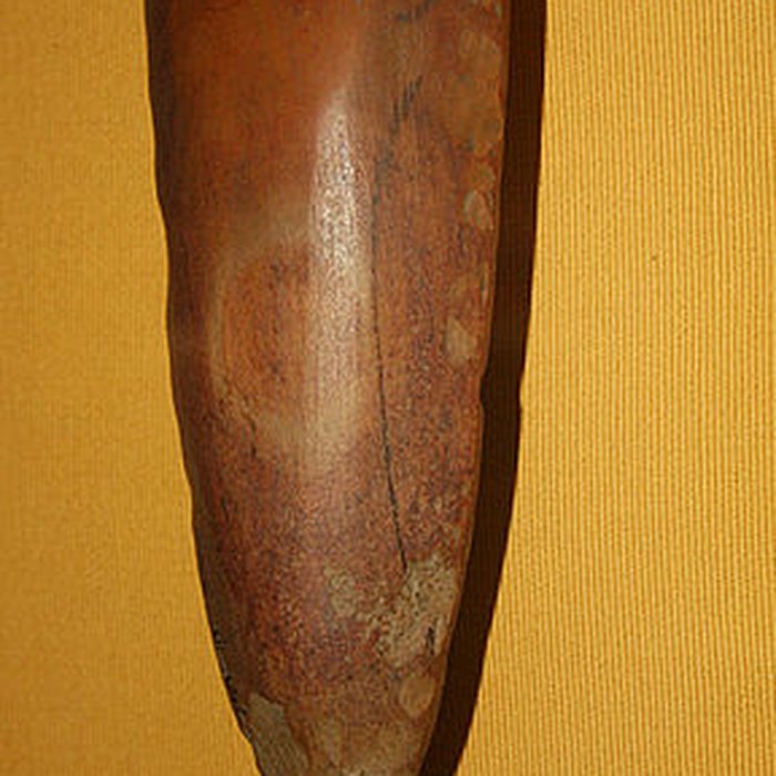 Photo de Muséum dOrléans pour la biodiversité et lenvironnement - MOBE